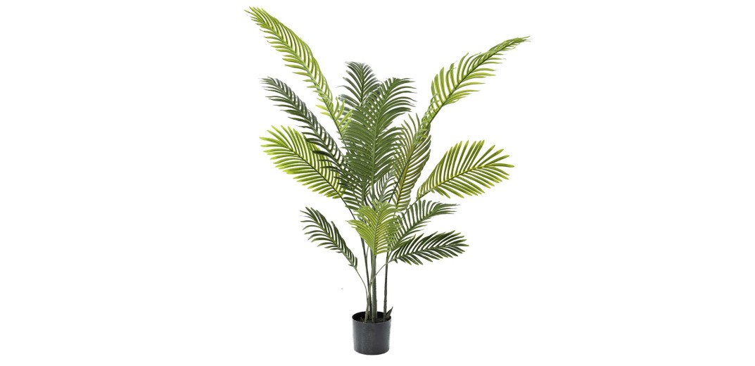 ΦΥΤΟ ΦΟΙΝΙΚΑΣ ΑΡΕΚΑ 130ΕΚ.ΜΕ 14 ΦΥΛΛΑ ΣΕ ΠΛΑΣΤΙΚΗ ΓΛΑΣΤΡΑ (15Χ15ΕΚ)