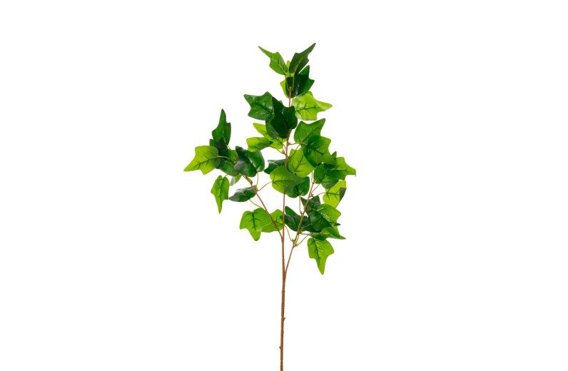 ΚΛΑΔΙ ΚΙΣΣΟΣ 90ΕΚ