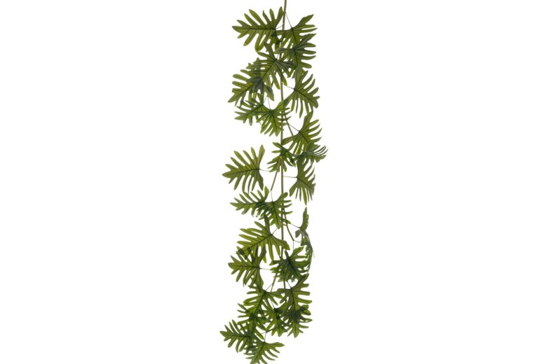 ΓΙΡΛΑΝΤΑ ΦΥΛΛΟΔΕΝΔΡΟ 190ΕΚ ΜΕ ΠΟΛΥ ΜΕΓΑΛΑ ΦΥΛΛΑ 45-50ΕΚ ΠΛΑΤΟΣ