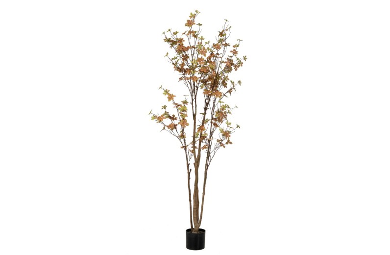 ΦΥΤΟ ENKIANTHUS ΜΕ 310 ΦΥΛΛΑ 170ΕΚ ΣΕ ΠΛΑΣΤΙΚΟ ΚΑΣΠΩ Φ15Χ12.5ΕΚ