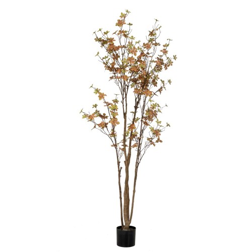 ΦΥΤΟ ENKIANTHUS ΜΕ 310 ΦΥΛΛΑ 170ΕΚ ΣΕ ΠΛΑΣΤΙΚΟ ΚΑΣΠΩ Φ15Χ12.5ΕΚ