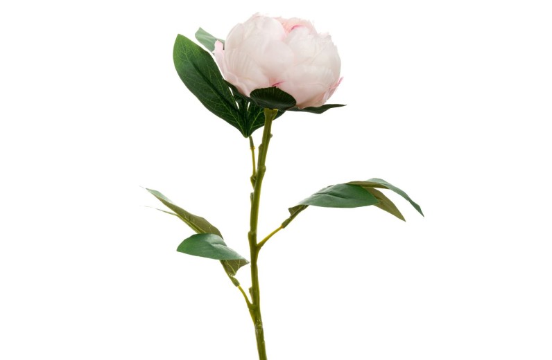 ΡΟΖ ΠΑΙΩΝΙΑ ΚΛΑΔΙ 66ΕΚ