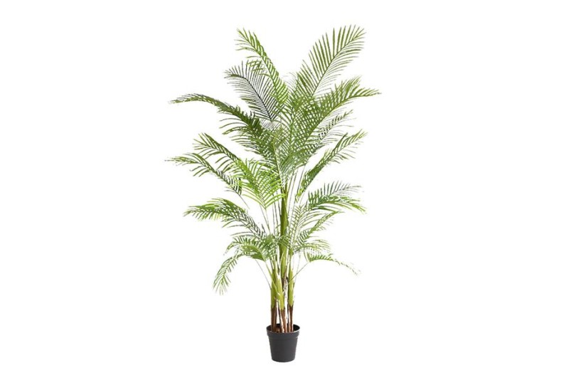 PALM TREE  NP5501_210_22  ΥΨΟΣ 210cm NewPlan