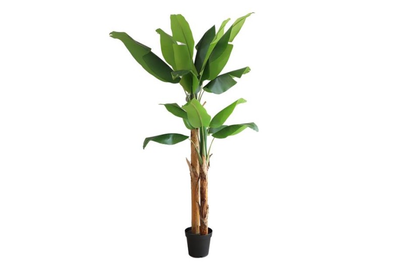 BANANA TREE NP708_220  ΥΨΟΣ 220cm NewPlan