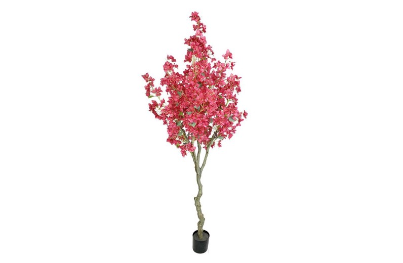 BOUGAINVILLEA  NP0421_210  ΥΨΟΣ 210cm NewPlan