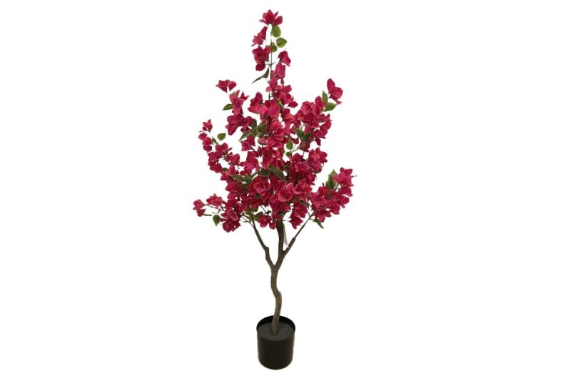 BOUGAINVILLEA  NP_70_120  ΥΨΟΣ 120cm NewPlan