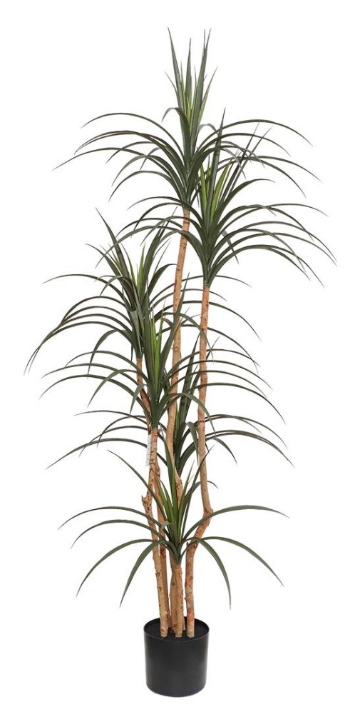 DRACAENA  NP_325_180  ΥΨΟΣ 180cm NewPlan