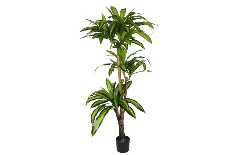 Διακοσμητικό φυτό Dracaena I σε γλάστρα Inart  πράσινο pp Υ170εκ